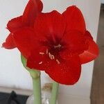 Hippeastrum reginaeFlor