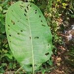 Psychotria djumaensis Leaf