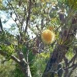 Banksia marginata Blomst