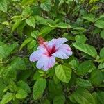 Hibiscus genevii Fleur