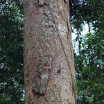 Afzelia pachyloba Corteza