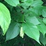 Ostrya virginiana Leaf