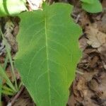 Hieracium venosum Leaf