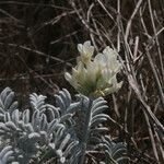 Astragalus miguelensis Λουλούδι