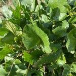 Brassica juncea Blatt