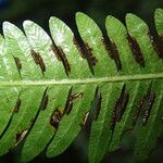 Pteris catoptera برگ