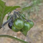 Solanum nigrum Фрукт