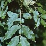 Fraxinus ornus Blad