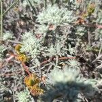Teucrium dunense Hoja