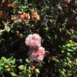Eriogonum parvifolium Hábito
