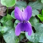 Viola odorata Kukka