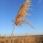 Phragmites australis Листок