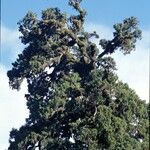 Dacrydium cupressinum Συνήθη χαρακτηριστικά