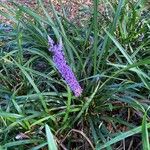 Liriope spicata Floare