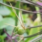 Allium cristophii फल