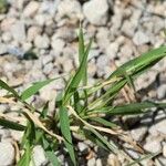 Digitaria sanguinalis Levél