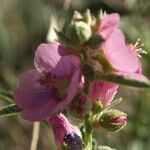 Sphaeralcea angustifolia Flor