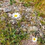 Leucanthemum graminifolium Kukka