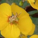 Senna silvestris Flower