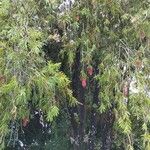 Callistemon viminalisHoja