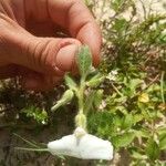Pombalia calceolaria Λουλούδι