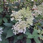 Hydrangea paniculata Hábito