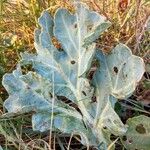 Crambe maritima Лист