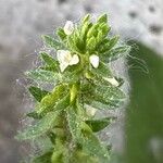 Campanula erinus Flower