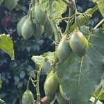 Solanum betaceumFruit