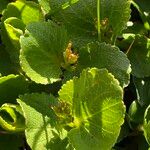 Salix herbacea Leaf