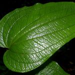 Smilax mollis Lapas