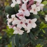 Daphne tangutica फूल