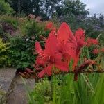 Crocosmia paniculata Flower