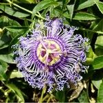 Passiflora cincinnata Flower