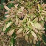Hiptage benghalensis Fruit