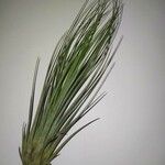 Tillandsia juncea 葉