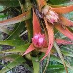 Aechmea recurvata Blüte