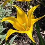 Tulipa sylvestris Flor