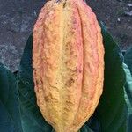 Theobroma cacao Frutto