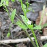 Myosotis sparsiflora Blad