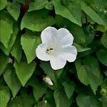 Calystegia silvatica Çiçek