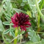Gymnadenia nigra Flower