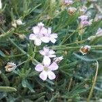 Gypsophila repensFlower