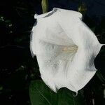 Datura innoxia Çiçek