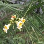 Freylinia lanceolata Blüte