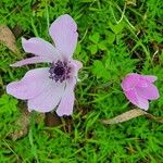 Anemone coronaria Flower