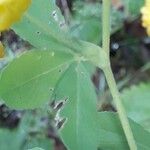 Trifolium aureum Fuelha