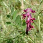 Vicia benghalensis Altro