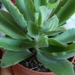 Kalanchoe tomentosa Folha