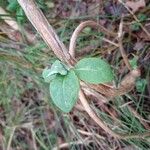 Lonicera periclymenum Leaf